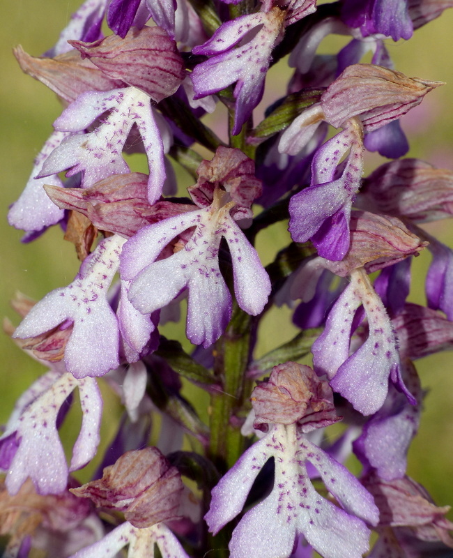 Orchis militaris, Orchis purpurea, Orchis x hybrida  Preappennino aquilano -  2022.